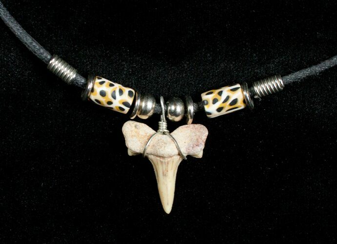 Fossil Sand Tiger Shark Tooth Necklace #3542